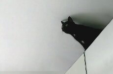 Кот под потолком